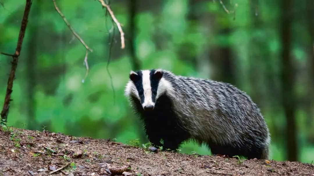 Robert Polak: Niezwykły badacz borsuków i ich tajemniczy świat