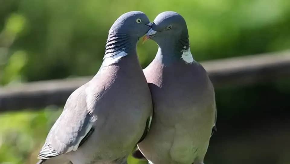 Rozwiązuj krzyżówki z łatwością: przelotny romans i inne hasła