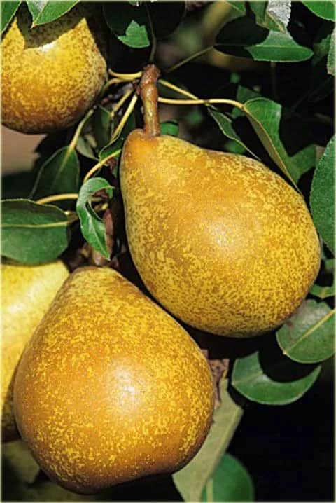 Grusza generał opis - poznaj tajemnice tej wyjątkowej odmiany