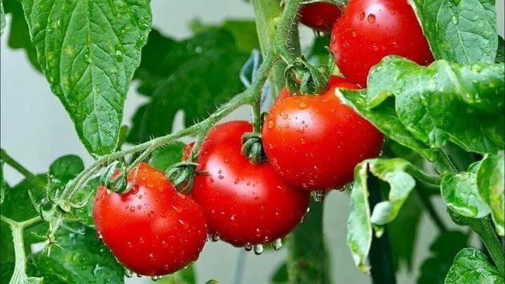 Uprawa pomidora krakowskiego wczesnego - porady dla ogrodników